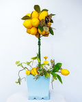 Wedgewood Blue Wooden Planter with Lemon Topiary
